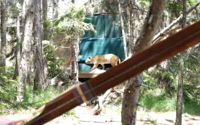 3D Parcours des HSV-Wiener Neustadt in Wöllersdorf, Niederösterreich