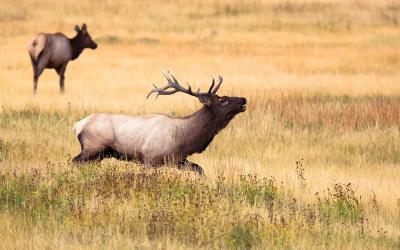 Bogenjagd: Pro und Contra zur Jagd mit Pfeil und Bogen