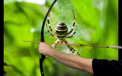 Zuggewicht Bogen – Alles rund ums Thema