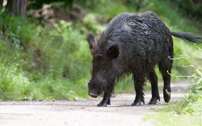 Warum es intuitives und nicht instinktives Bogenschießen heißt
