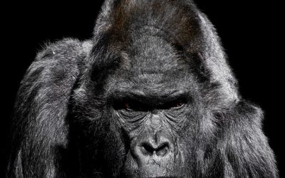 Pfeil rutscht beim Spannen von der Auflage